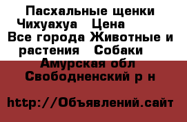 Пасхальные щенки Чихуахуа › Цена ­ 400 - Все города Животные и растения » Собаки   . Амурская обл.,Свободненский р-н